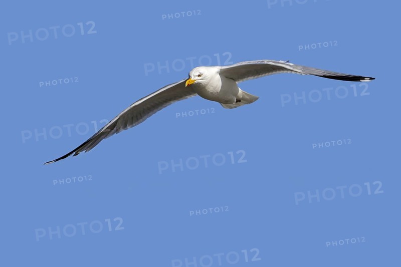 European herring gull