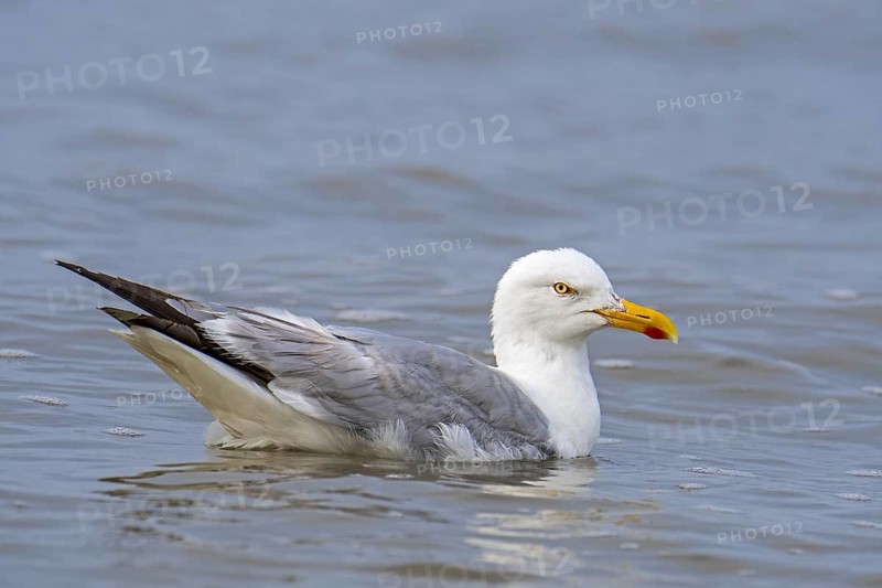 European herring gull