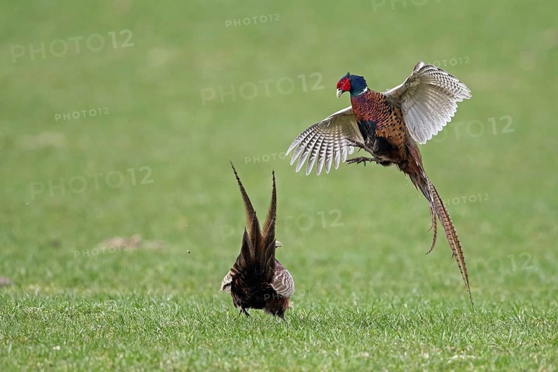 Common pheasant