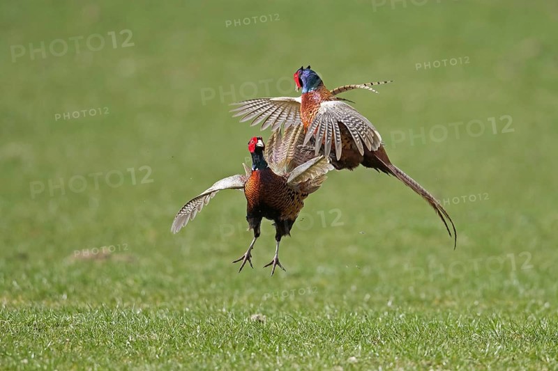 Common pheasant