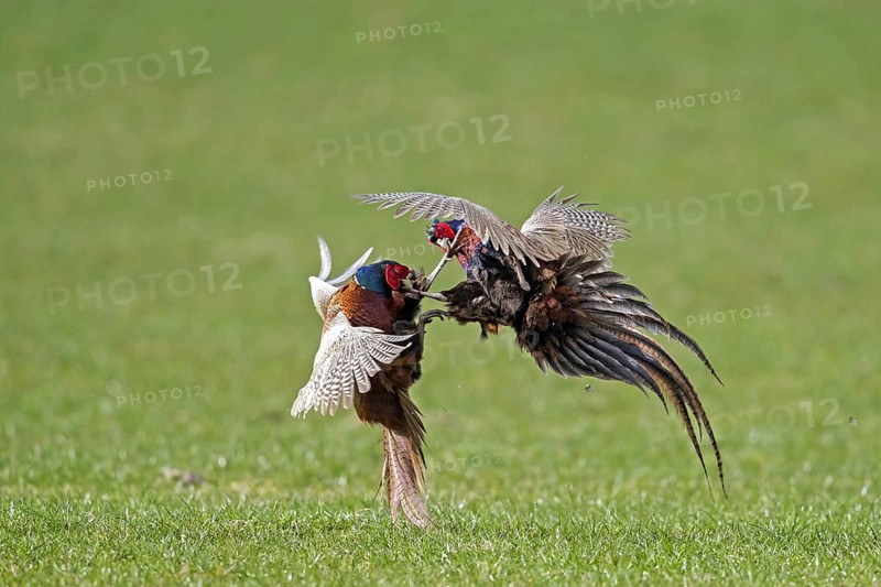 Common pheasant