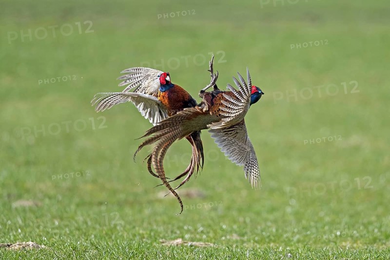 Common pheasant