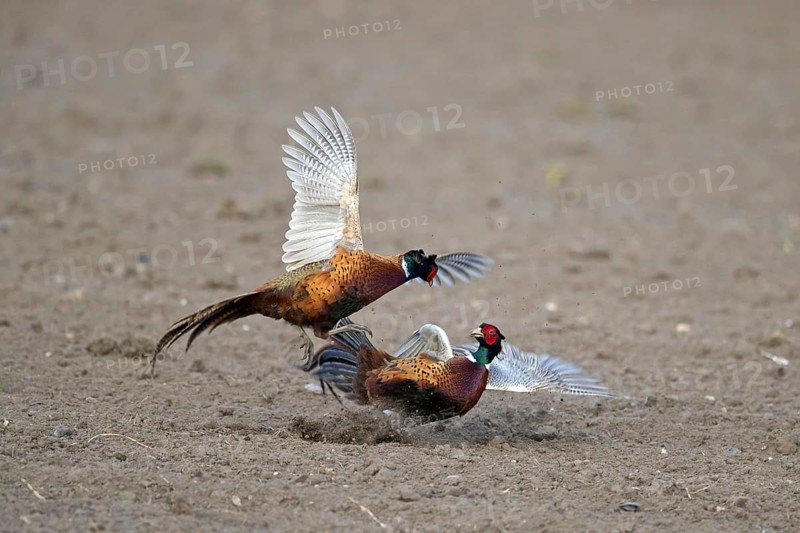 Common pheasant