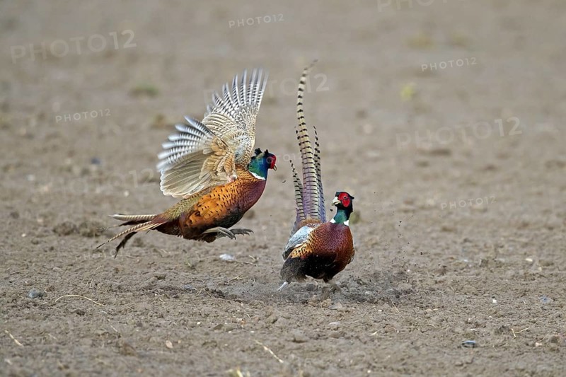 Common pheasant