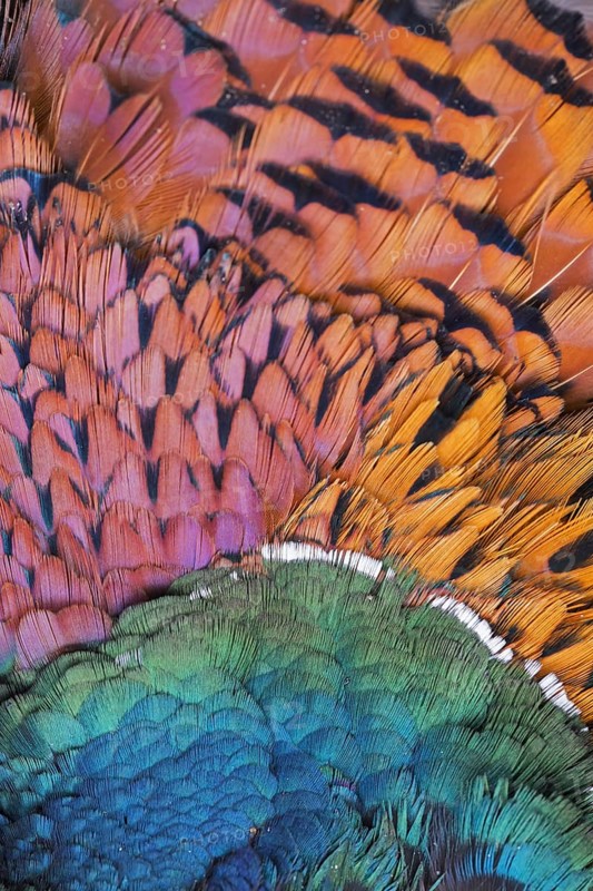 Common pheasant