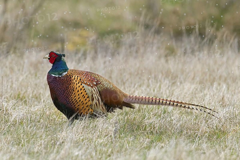 Common pheasant