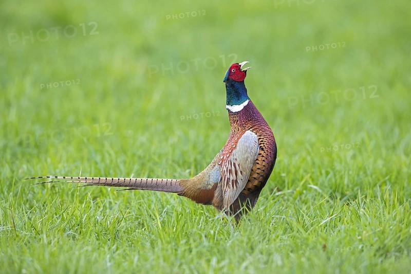 Common pheasant