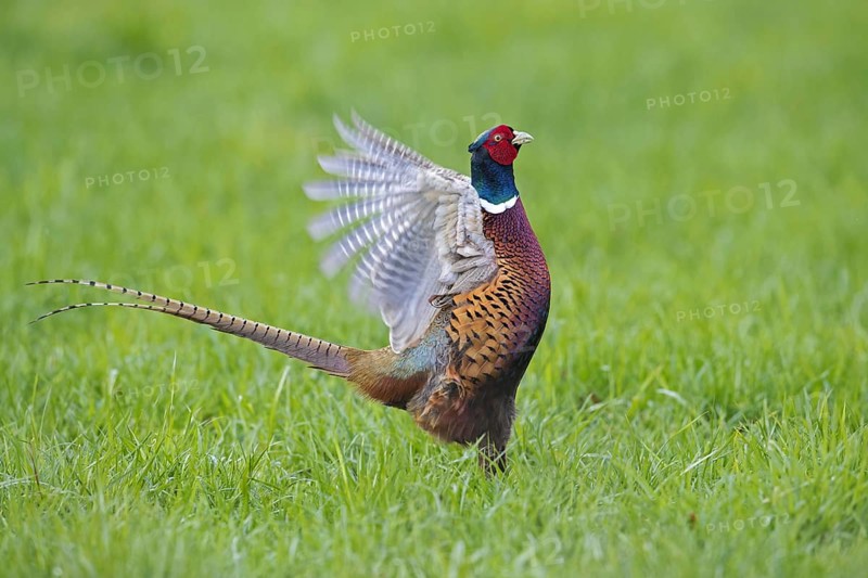 Common pheasant