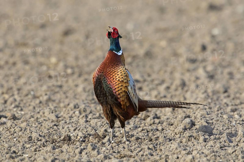 Common pheasant
