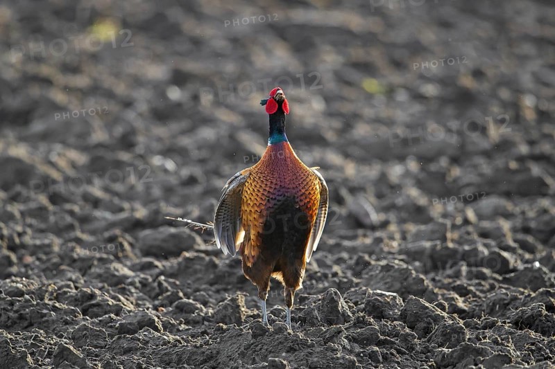 Common pheasant