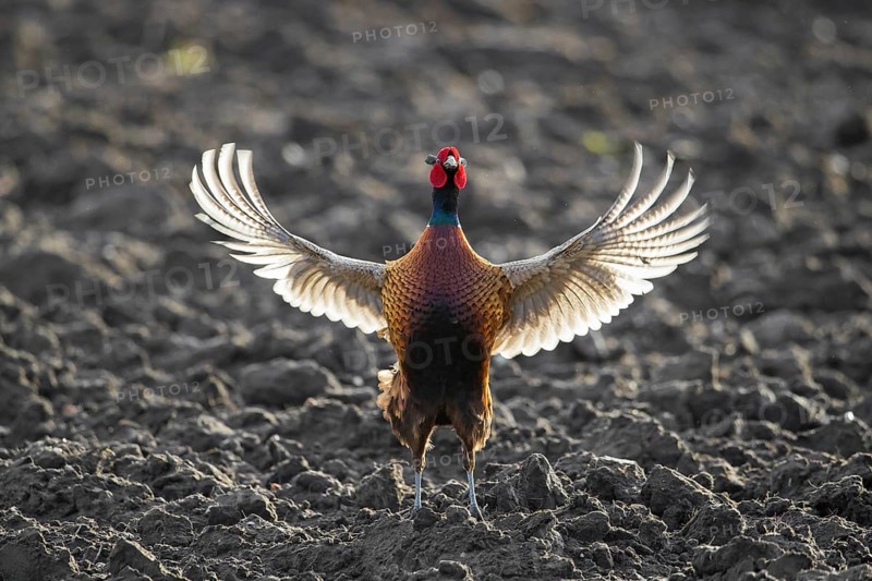 Common pheasant