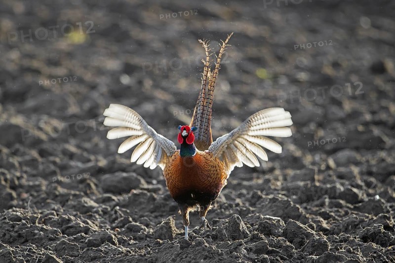 Common pheasant