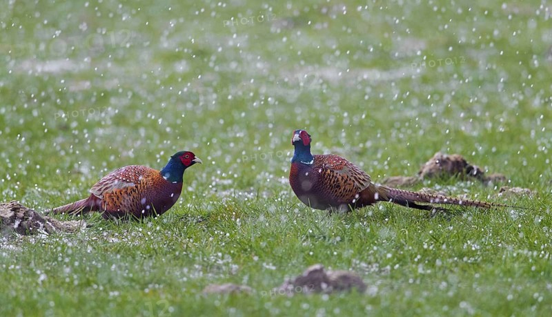 Two common pheasant
