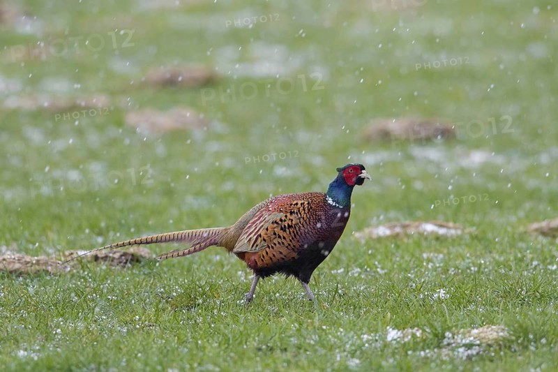 Common pheasant