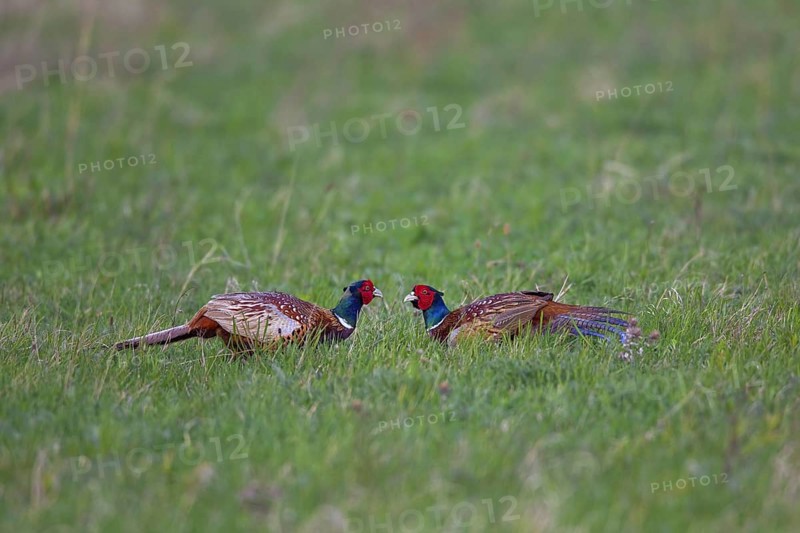 Common Pheasant