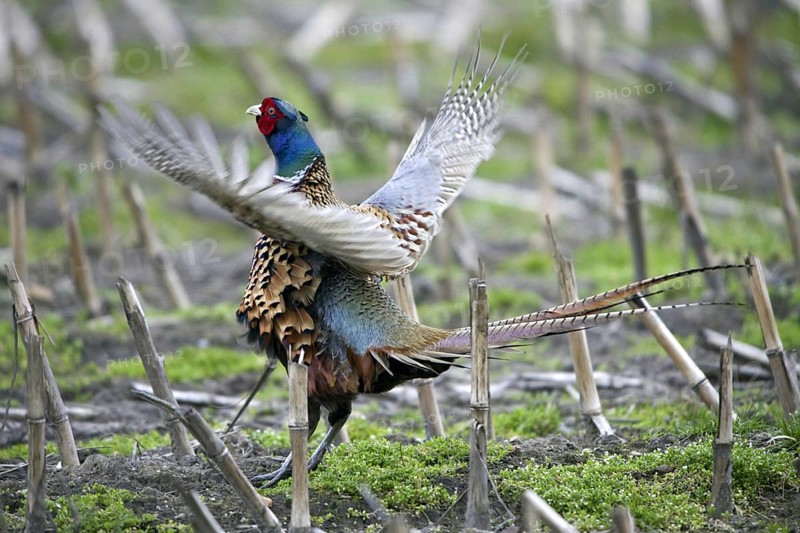 Common Pheasant