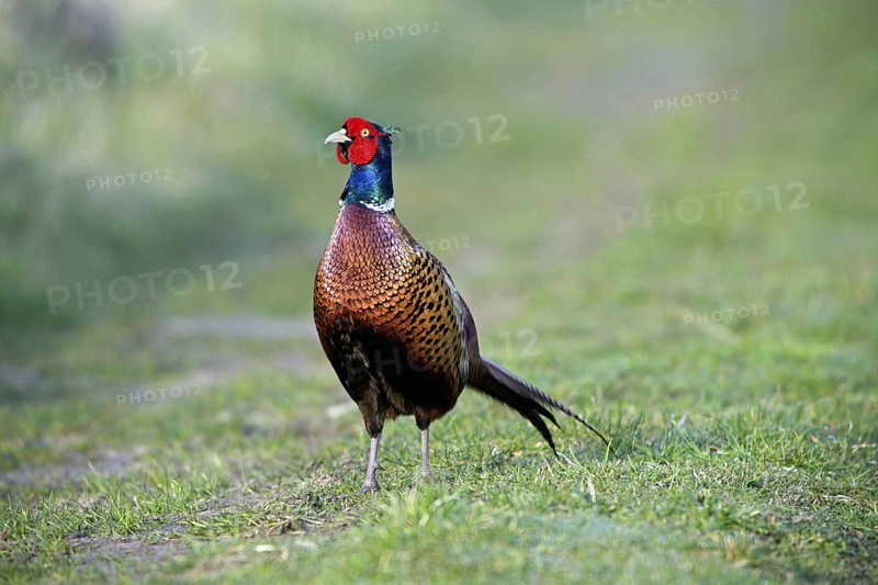 Common Pheasant