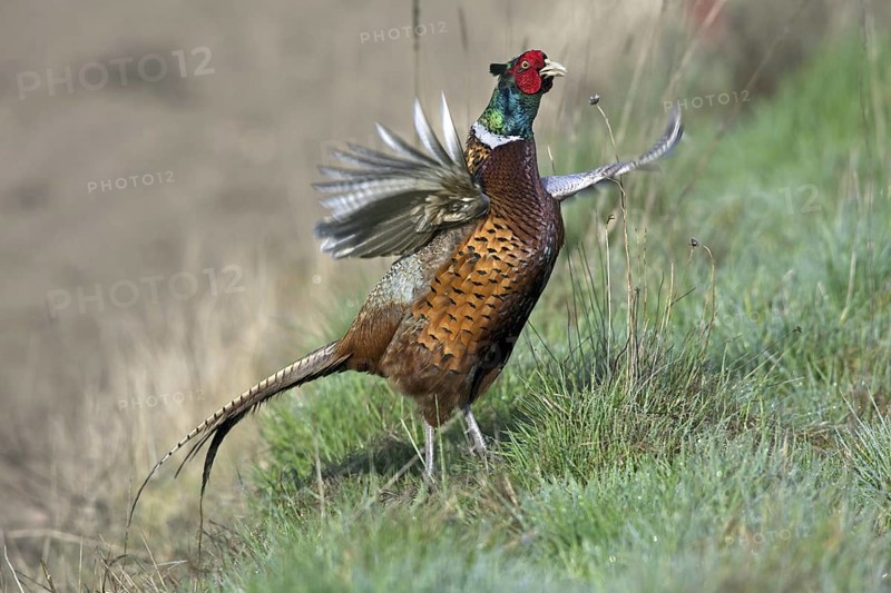 Common Pheasant