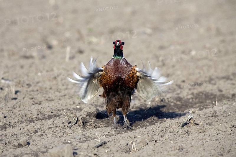 Common Pheasant