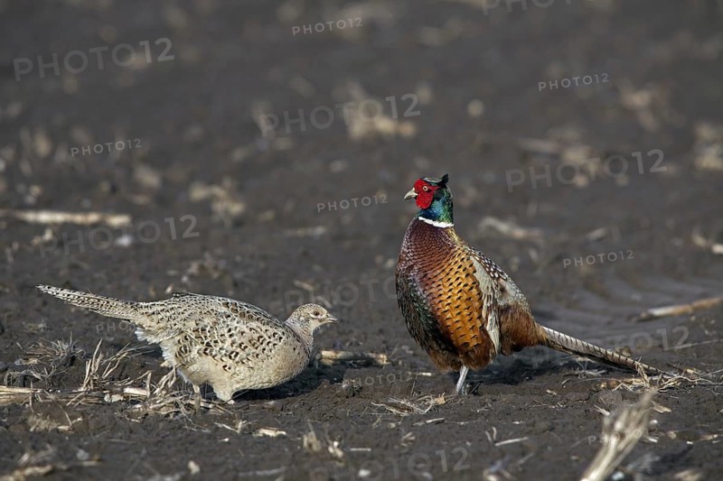 Common pheasants