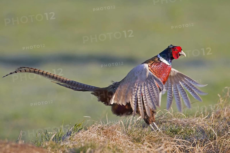 Common pheasant