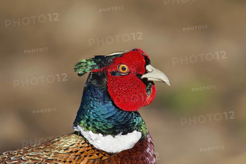 Common pheasant