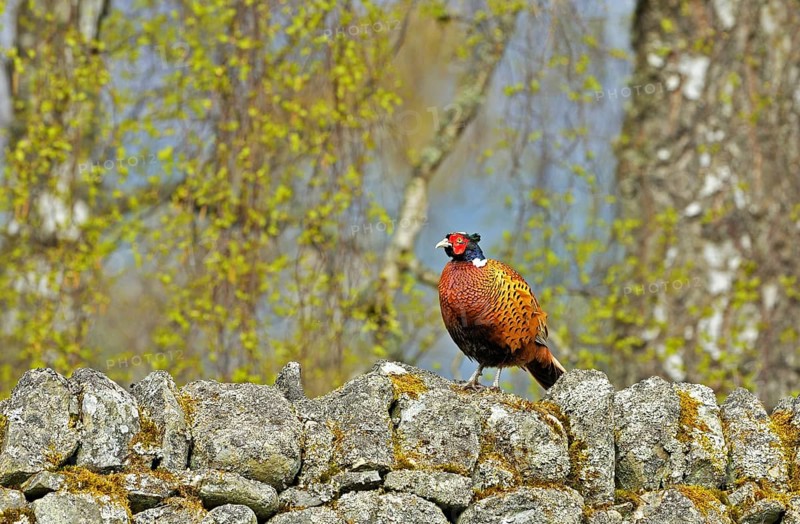 Common Pheasant