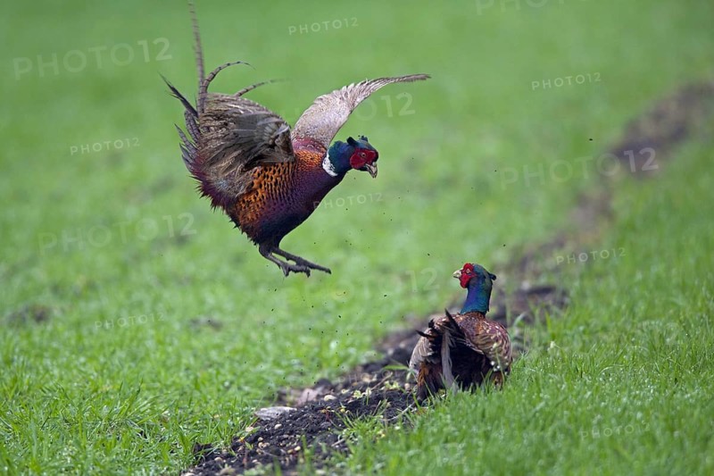 Common pheasant