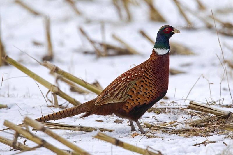 Common pheasant