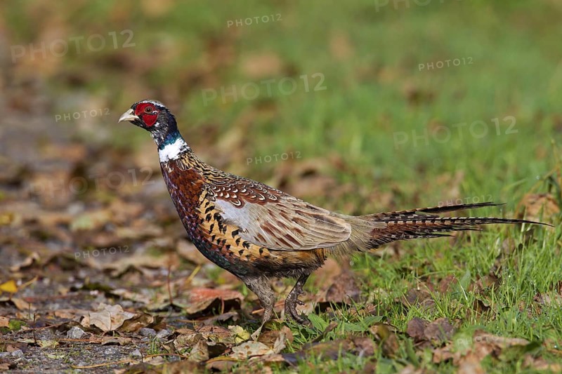 Common pheasant