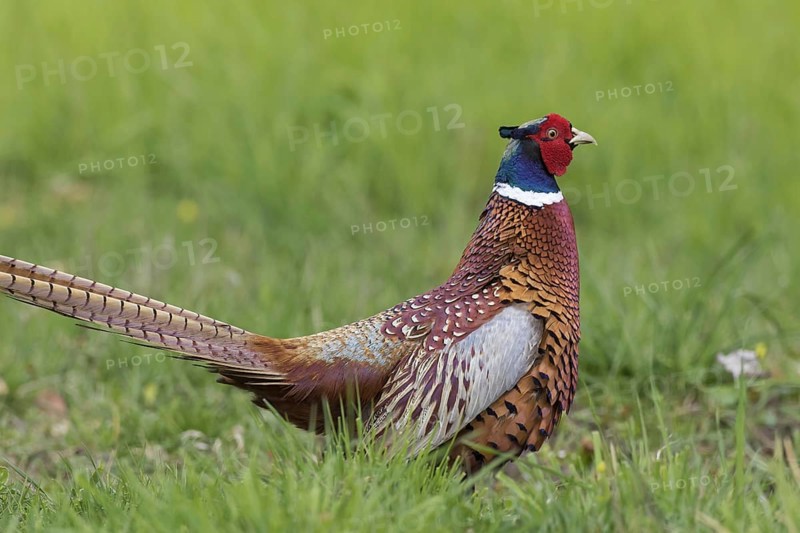 Common pheasant