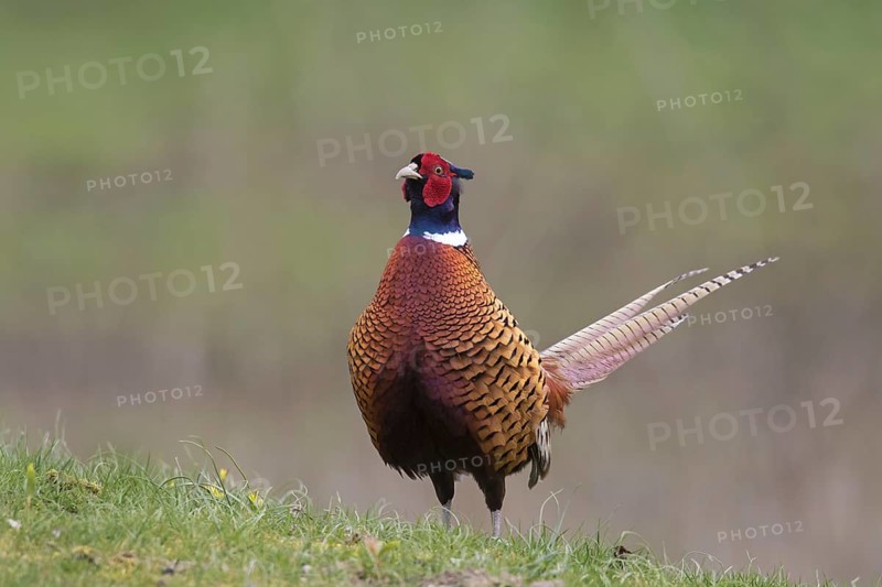 Common pheasant