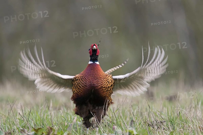 Common pheasant