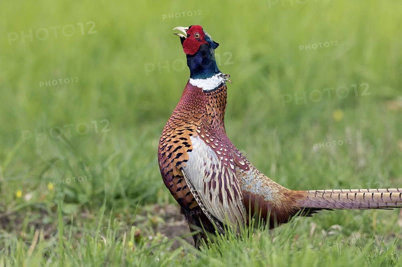 Common pheasant