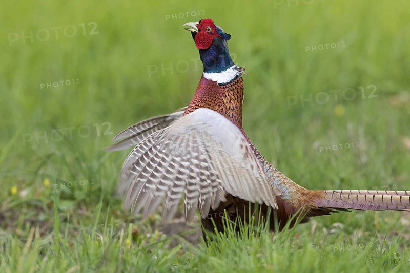 Common pheasant