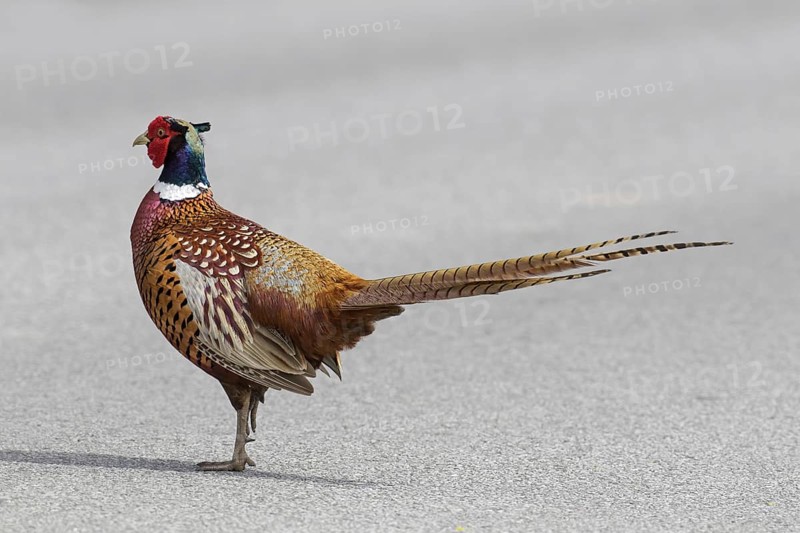 Common pheasant
