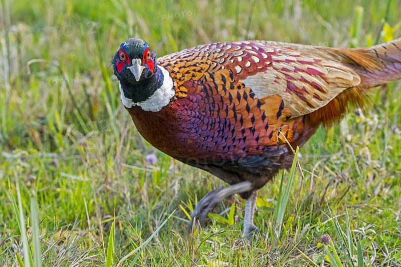 Common pheasant