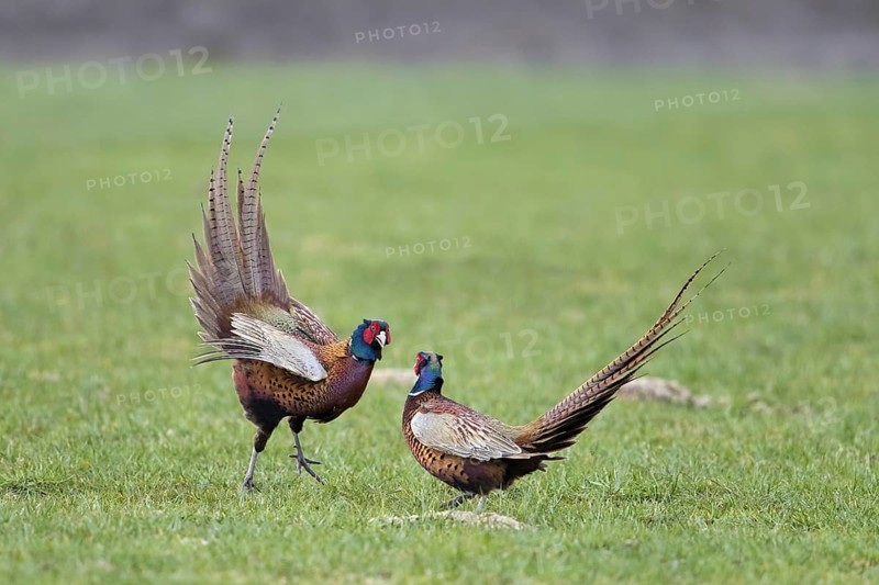 Common pheasant