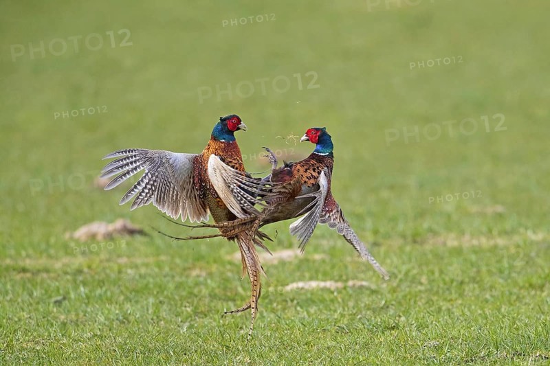 Common pheasant
