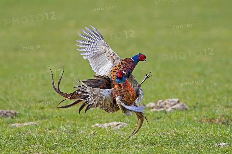 Common pheasant