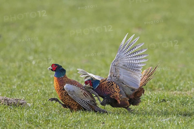 Common pheasant