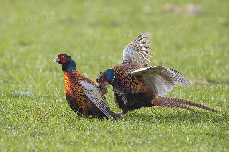 Common pheasant