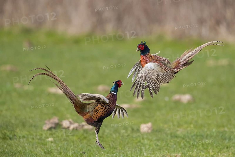 Common pheasant