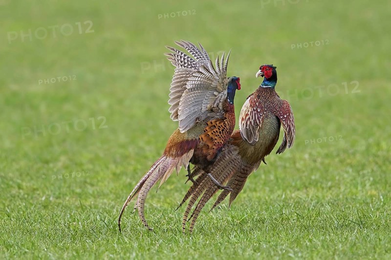 Common pheasant