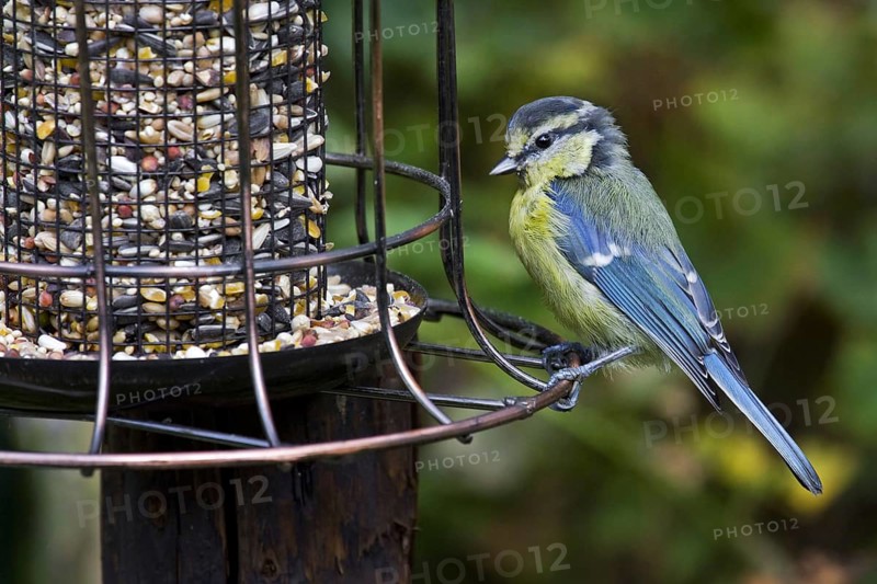Blue tit