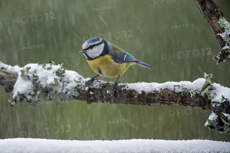 Blue tit