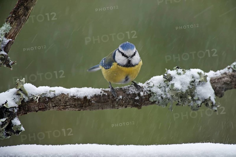 Blue tit