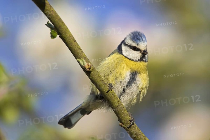 Eurasian blue tit