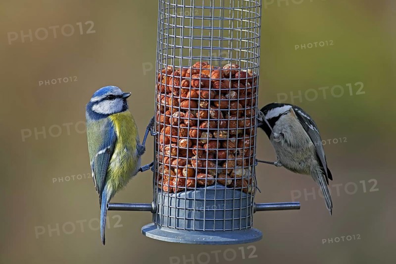Eurasian blue tit