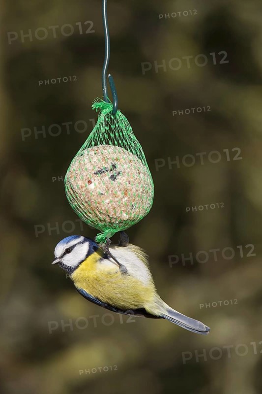 Eurasian blue tit